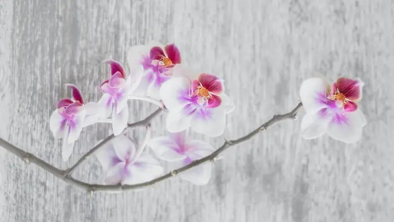 Orchideen kaufen leicht gemacht: Top-Anbieter, Tipps & Tricks für die perfekte Auswahl