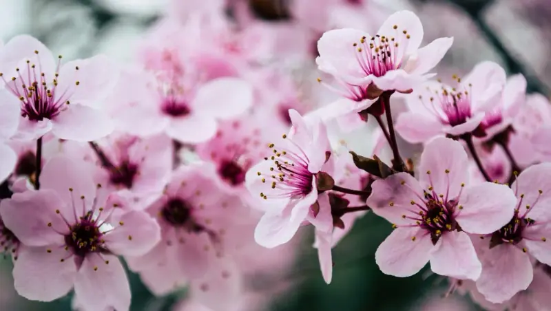 Willkommen auf blumen-strauss.net