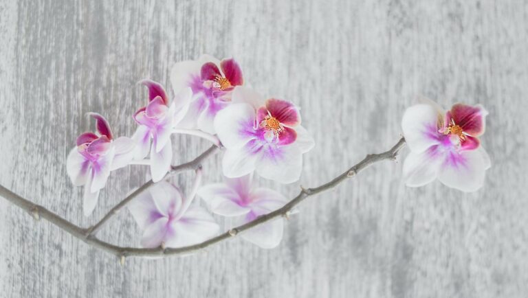 Die faszinierende Welt der Orchideen: Tipps, Pflege und Geheimnisse exotischer Schönheiten