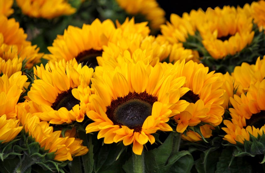 Sonnenblumen für das erste Date