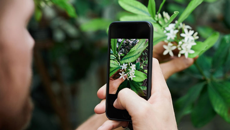Pflanzen und Blumen mit einer App bestimmen